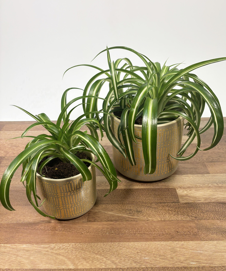 Spider Plant