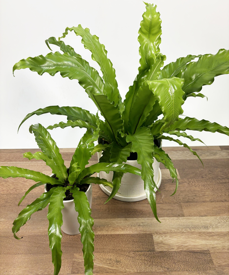 Birds Nest Fern