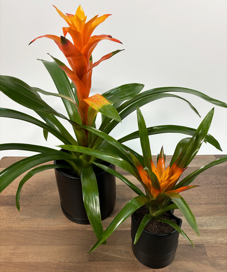 Bromeliad Plant