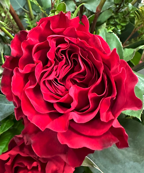 Starlit Scarlet, red roses and greens in crystal vase