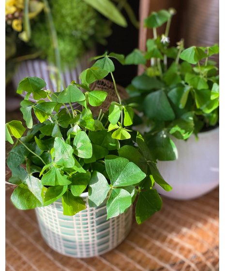 Green shamrock plant with white blooms in a pot.