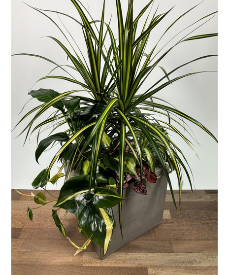 Grand Green Garden is an assortment of healthy green plants in basket