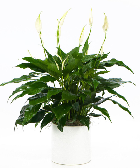 Peace Lily Plant