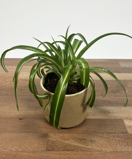 Spider Plant