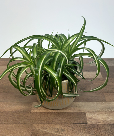 Healthy Spider Plant in decorative container