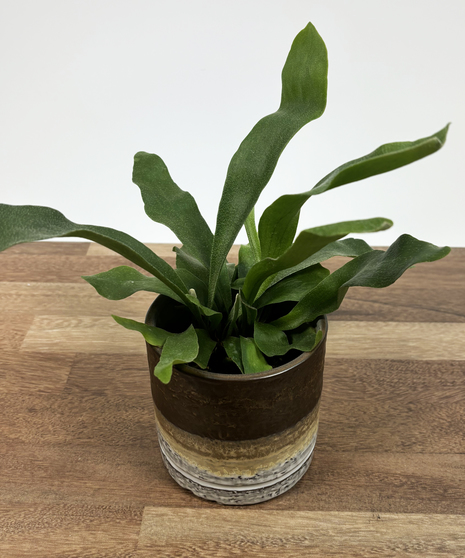 Staghorn Fern