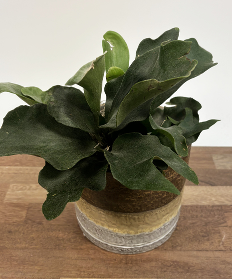 Handsome Staghorn Plant in decorative container