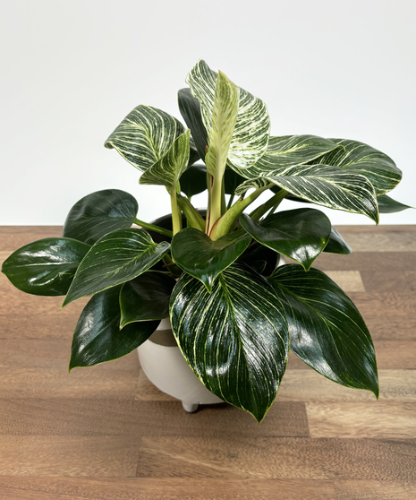 Philodendron 