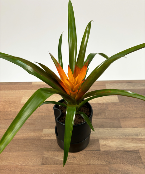 Bromeliad Plant