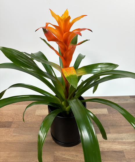 The Bromeliad Plant is a colorful, easy-care and exotic house plant