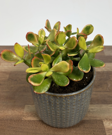 Jade Plant