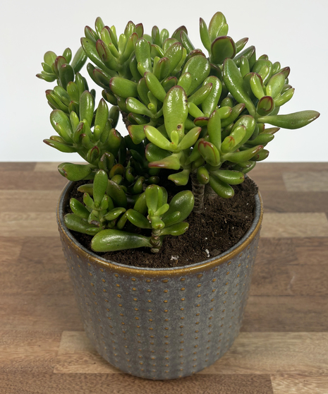 Healthy Jade Plant in decorative container