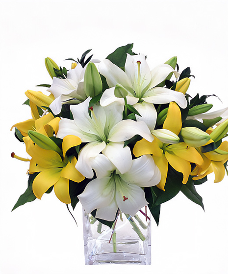 Liliy Love is Asiatic or 'day lilies' in white and soft yellow are full of blooms in a clear glass vase