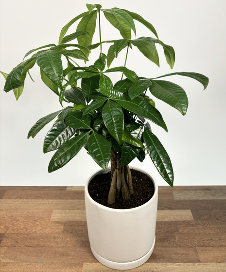 Lovely Money Tree with green waxy leaves in decorative pot