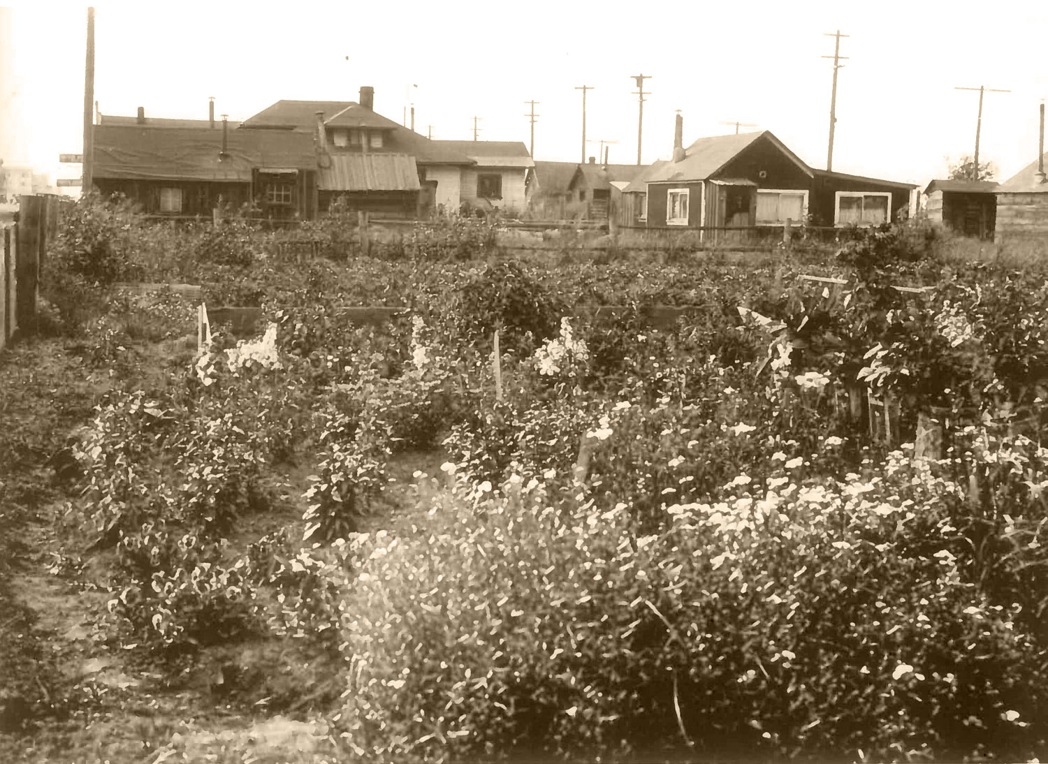 Our backyard garden sourced many blooms for the original Flowers by Bagoy